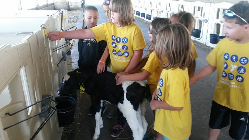 Some YMCA kids petting a holstein calf